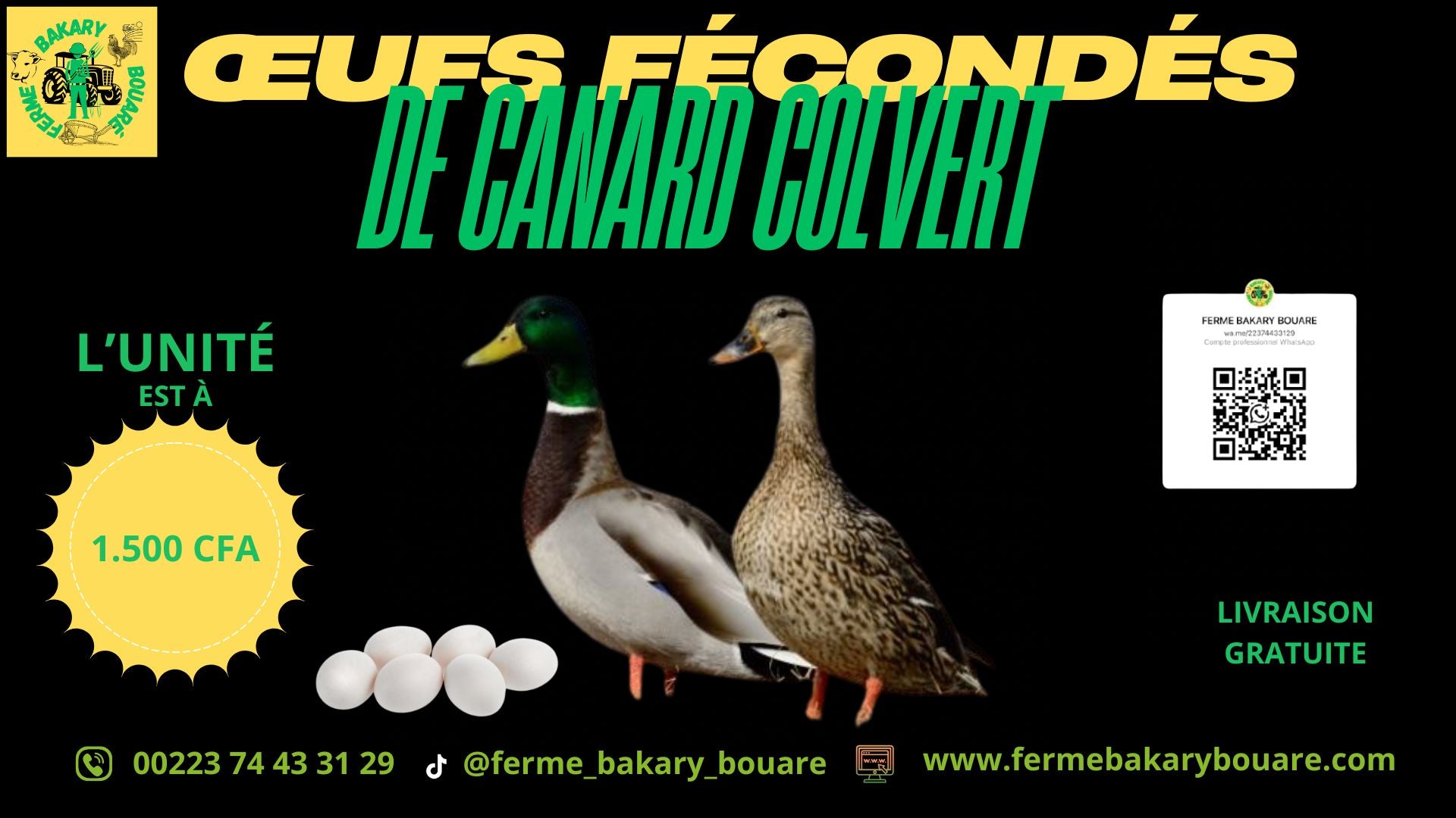 DES ŒUFS FÉCONDÉS DE CANARD COLVERT