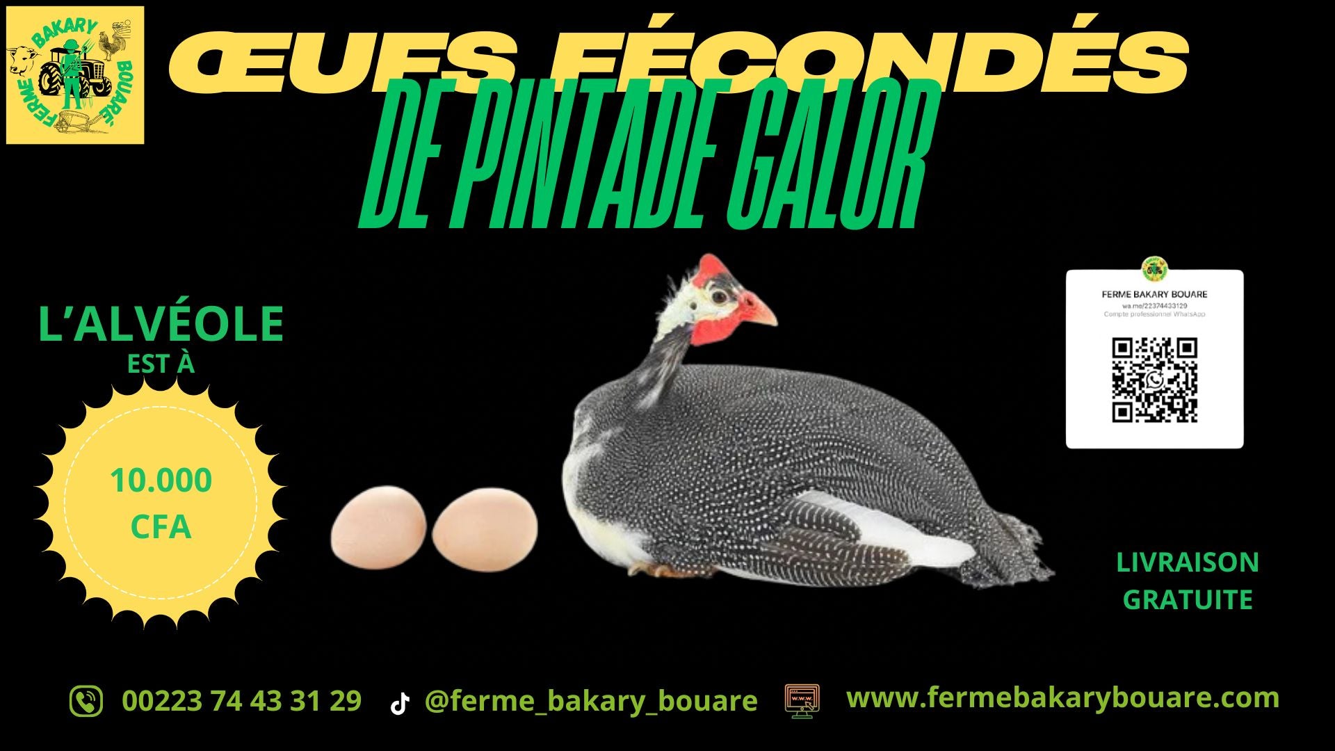 DES ŒUFS FÉCONDÉS DE PINTADE DE GALOR