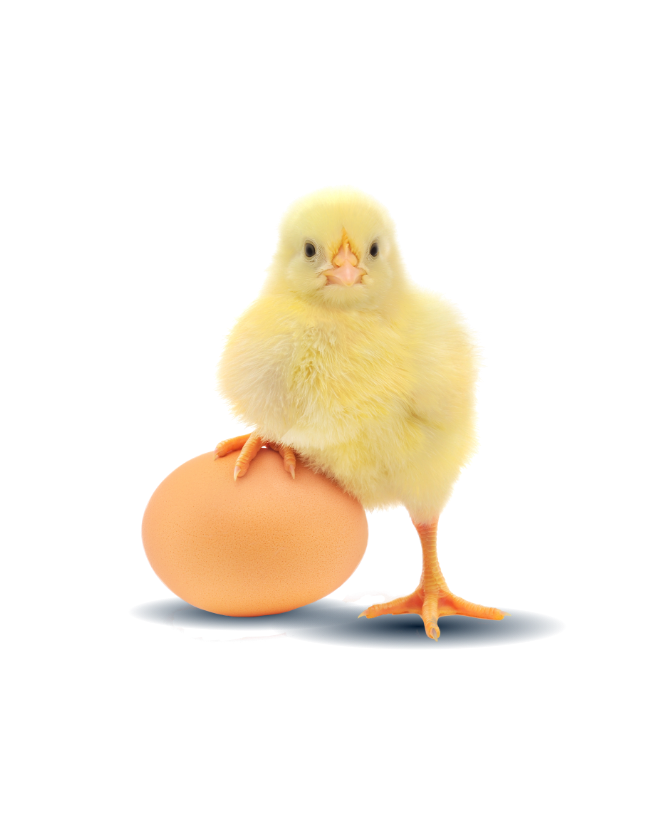 NOS POUSSINS