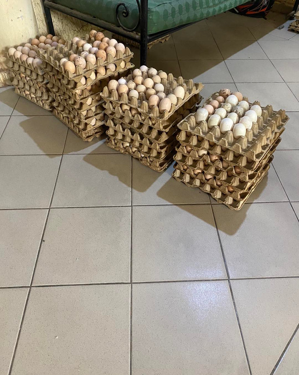 DES ŒUFS FÉCONDÉS DE CANARD COLVERT