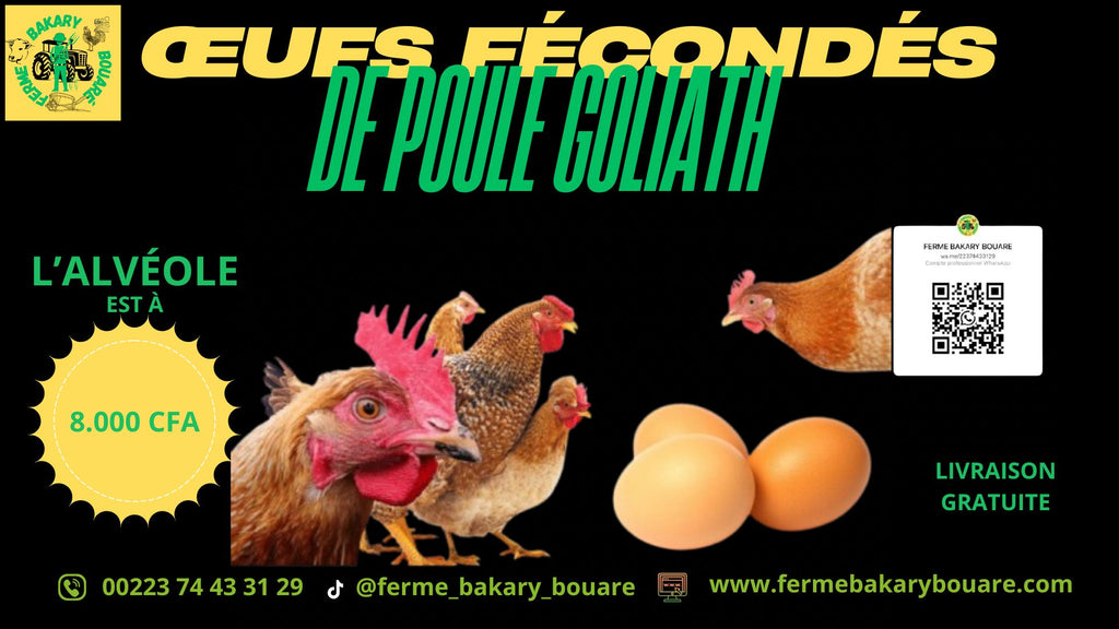 ŒUFS FÉCONDÉS DE GOLIATH