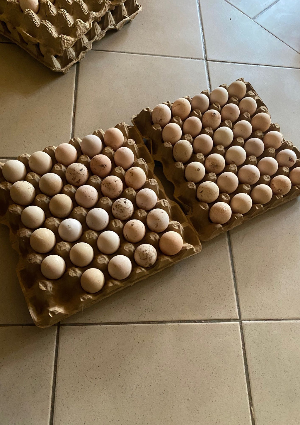 DES ŒUFS FÉCONDÉS DE PINTADE DE GALOR