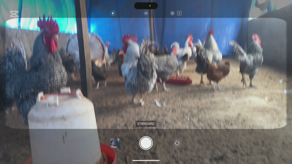 ŒUFS FÉCONDÉS DE GOLIATH