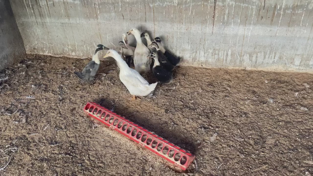 DES ŒUFS FÉCONDÉS DE CANARD COLVERT